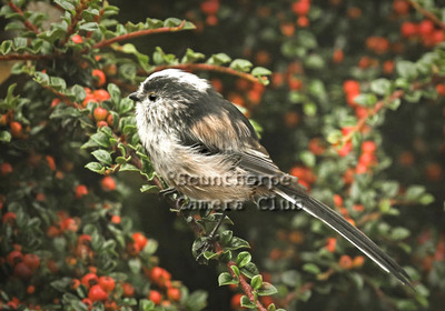 Long  tailed tit