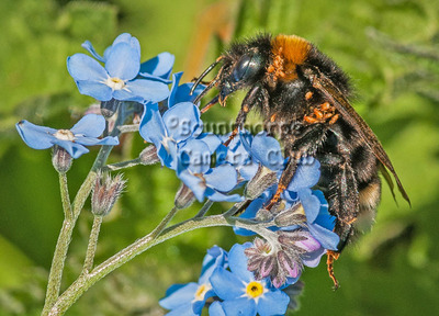 Bumble bee on forget me not