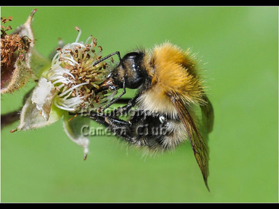 Busy Bee Working