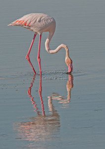 Wild Flamingo Feeding