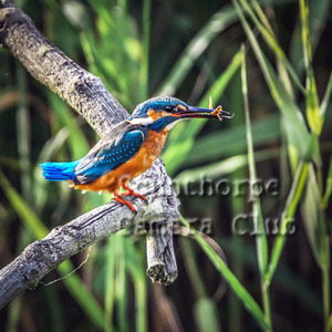 Kingfisher with Newt