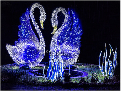 Two Swans in Blue lights