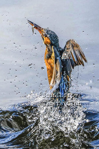 Kingfisher Emerging with Catch
