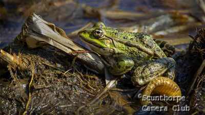Marsh frog (pelophylax ridibundus)