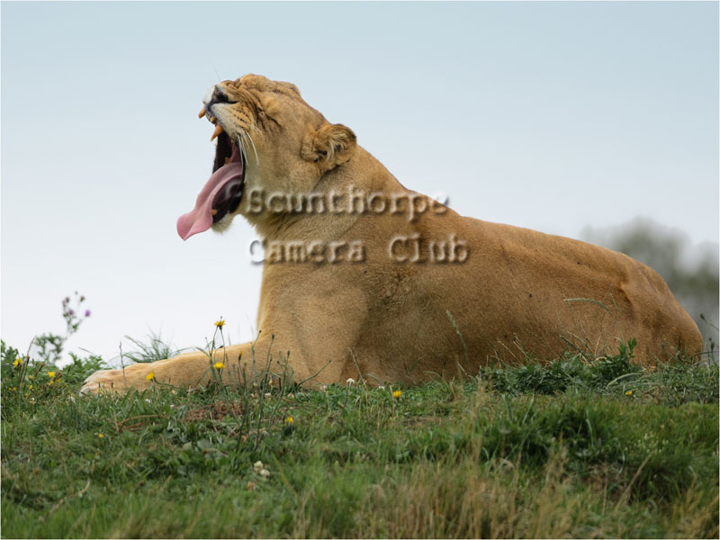 Its hard work being a lion