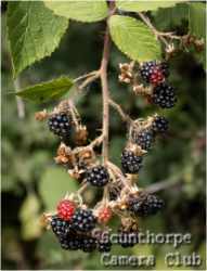 Autumn Fruit
