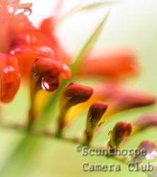 Critter in the crocosmia
