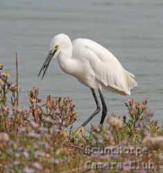Egret with fish