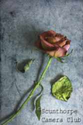 Rose falling apart
