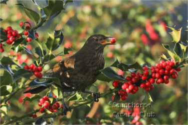 Female Blackbird feeding on berries 