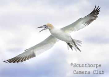 Gannet flying high
