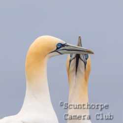 Gannet reunion