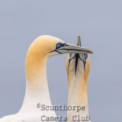 Gannet reunion