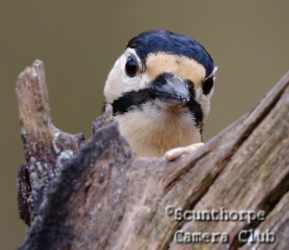 Great spotted woodpecker