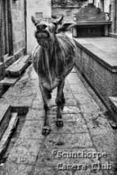 Holy cow, with attitude
