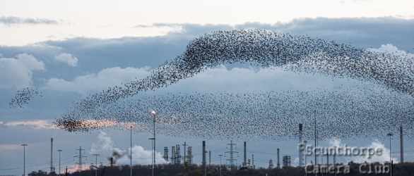 Industrial murmuration