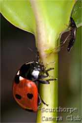 Ladybird and lunch