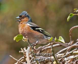 Male chaffinch, singing