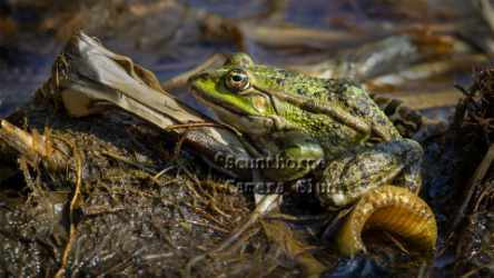 Marsh Frog