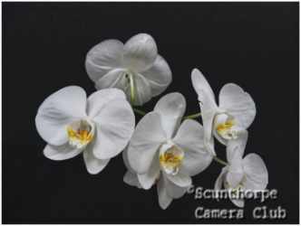Moth orchids