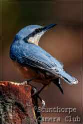 Nuthatch