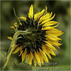 Reverse view of a sunflower