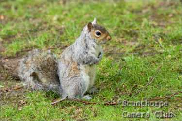 Sewerby grey squirrel
