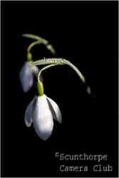 Snowdrop