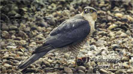 Sparrow Hawk