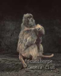 The comfort of company