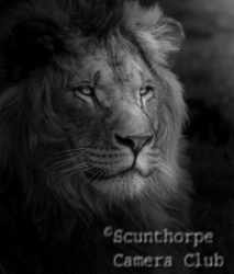 The King