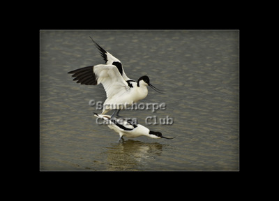 Mating Avocets
