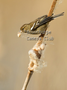 Chaffinch Hen with Nesting Material 