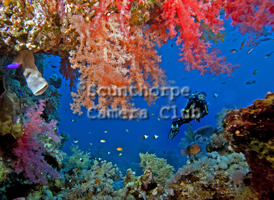 Red Sea Corals