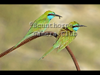 Green Bee Eaters    