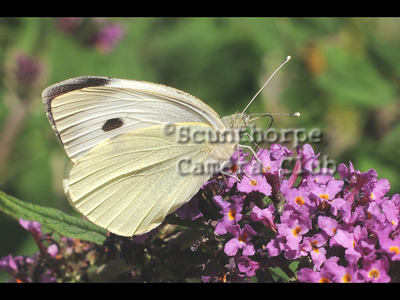 Small White Butterfly on Buddleia  