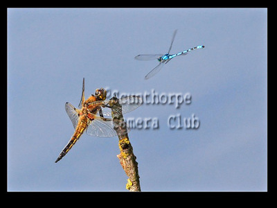 Four spotted Chaser and Damselfly