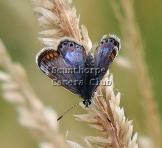 Female Common Blue