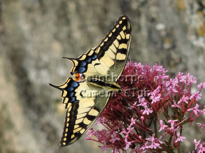 Swallowtail on Wild Oreganum