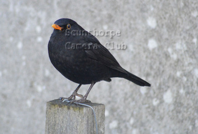 Blackbird on Post