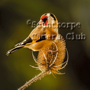 Goldfinch on Teasel