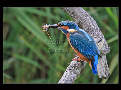Kingfisher  with change of diet