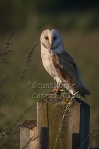 Barn Owl on Farmer’s Gate Post
