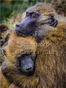 Mother and Infant Baboon-YWP