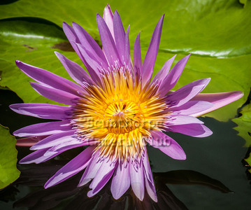 Water  Lily - Fiji