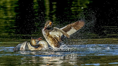 Crested Grebe in Battle