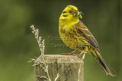 Yellowhammer with meal