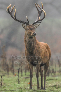 Red Stag in the Mist