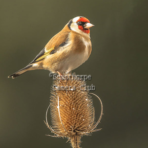 Goldfinch on teasel