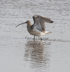 Curlew Drying Wings after Bathing